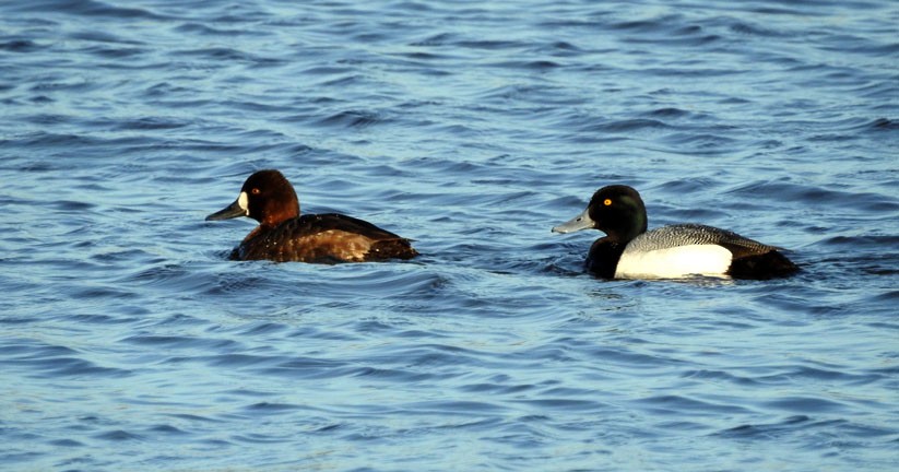 Greater Scaup - ML55684131