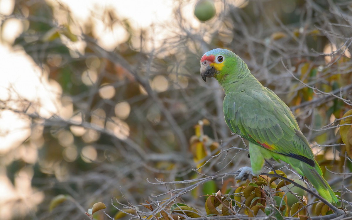 Red-lored Parrot - ML556843671
