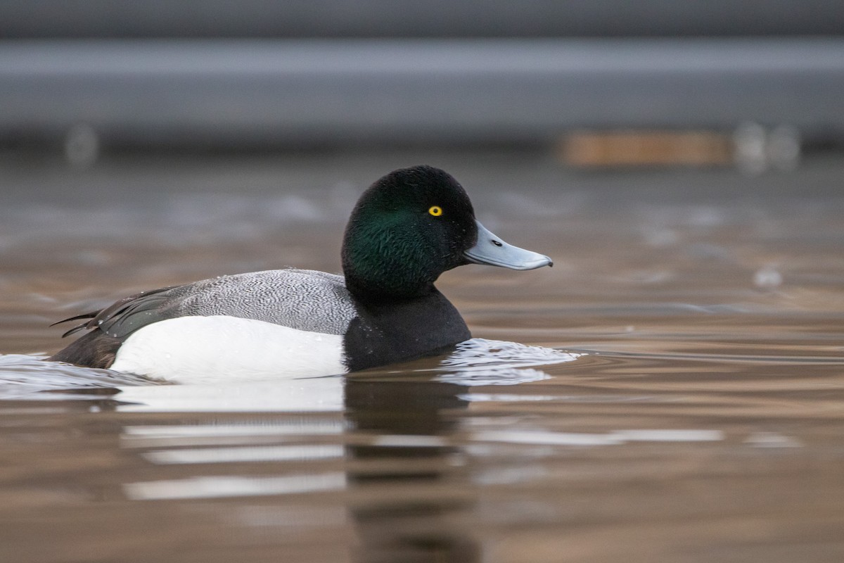 Greater Scaup - ML556847091