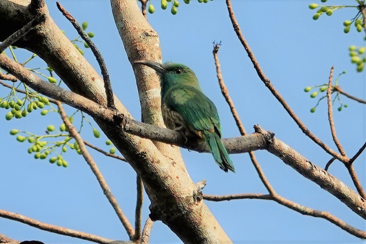 Blue-bearded Bee-eater - Andy N