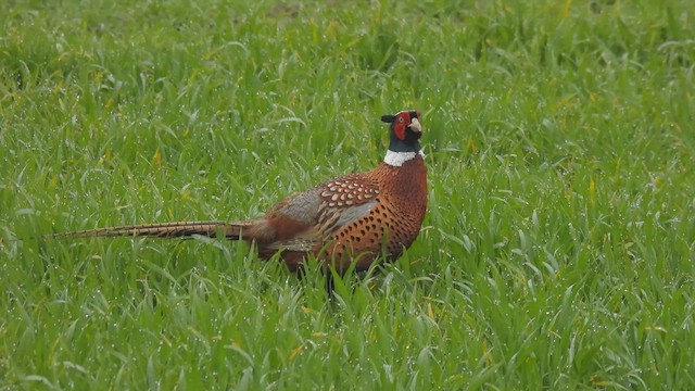 Ring-necked Pheasant - ML556848101
