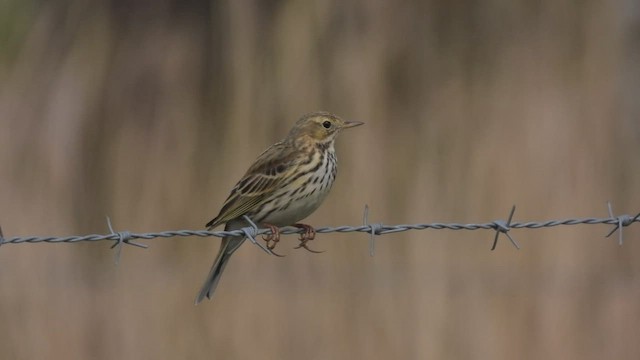 Meadow Pipit - ML556848221