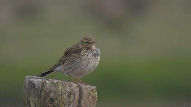 Meadow Pipit - ML556848251