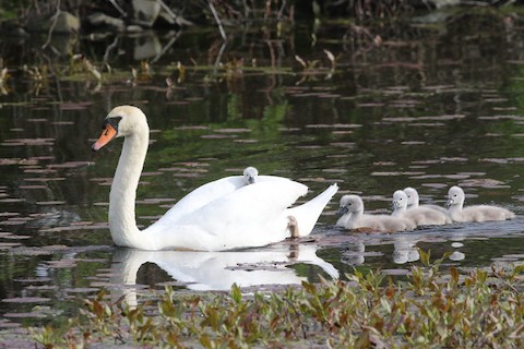 Mute Swan - Brett Ewald