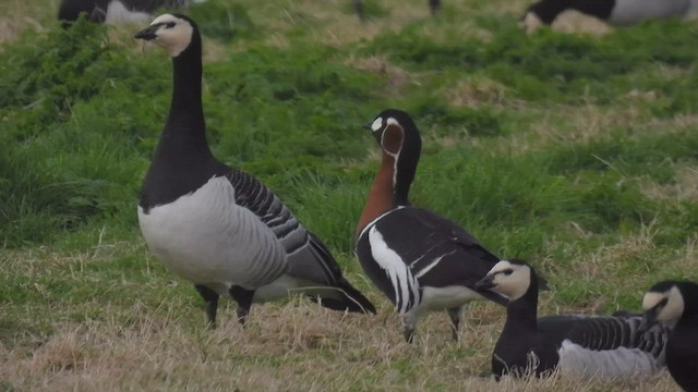 Red-breasted Goose - ML556849161