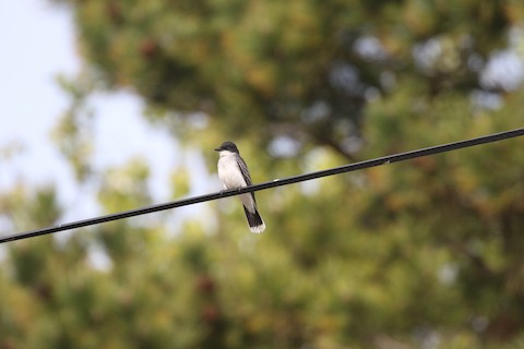 Eastern Kingbird - Brett Ewald