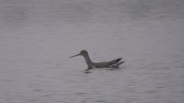Spotted Redshank - ML556849851