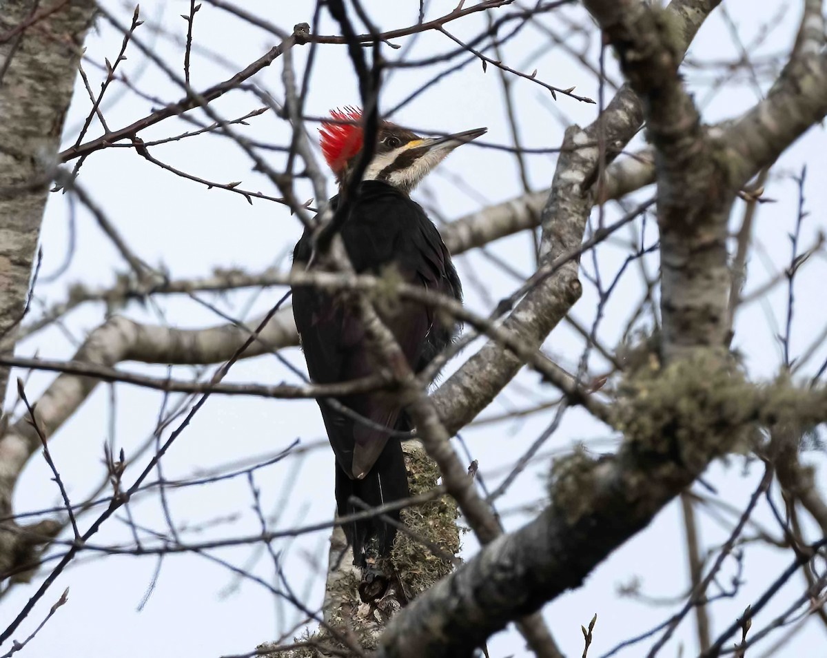 Pileated Woodpecker - P Carl