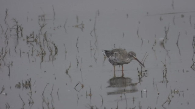 Spotted Redshank - ML556849981