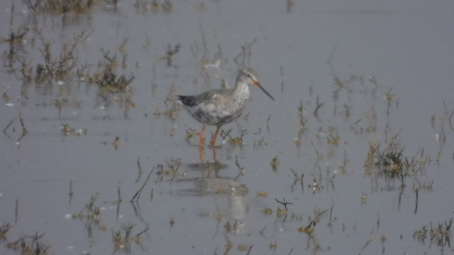 Spotted Redshank - ML556850001