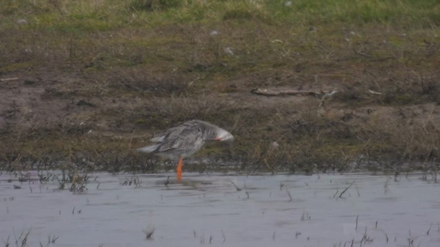Spotted Redshank - ML556850041