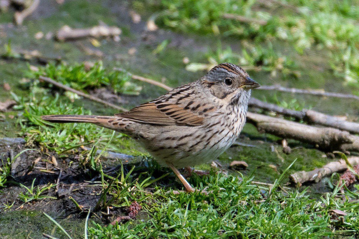Lincoln's Sparrow - Marc Sole