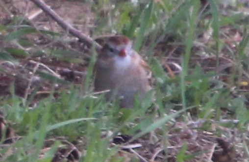 Field Sparrow - ML556853071