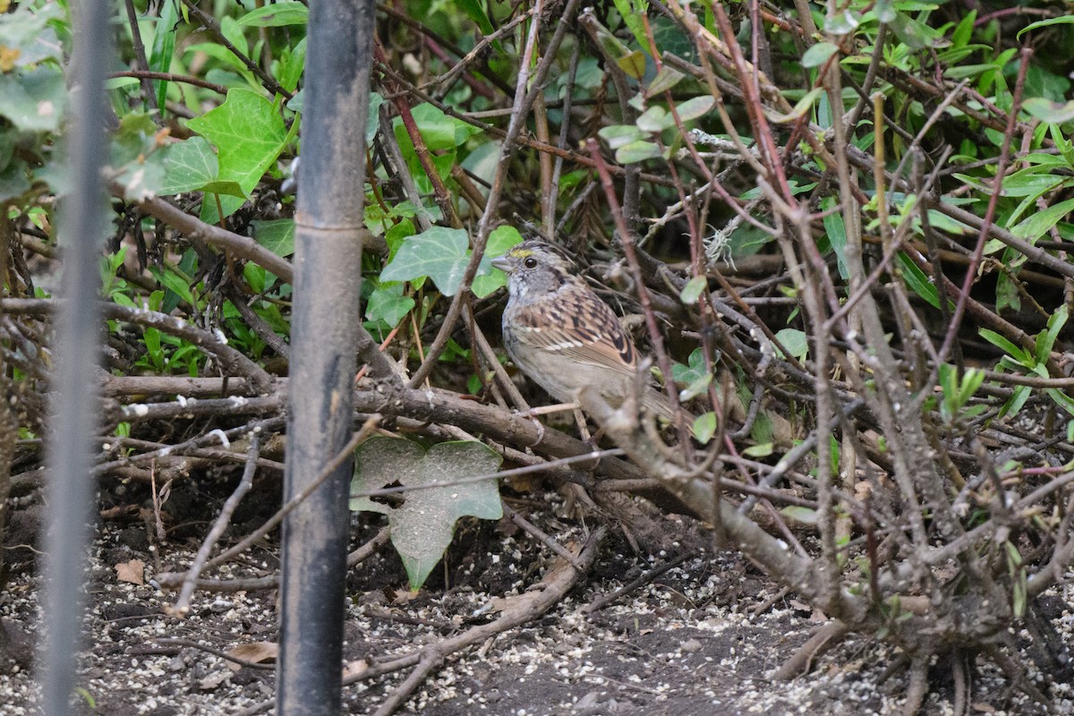 White-throated Sparrow - ML556858191