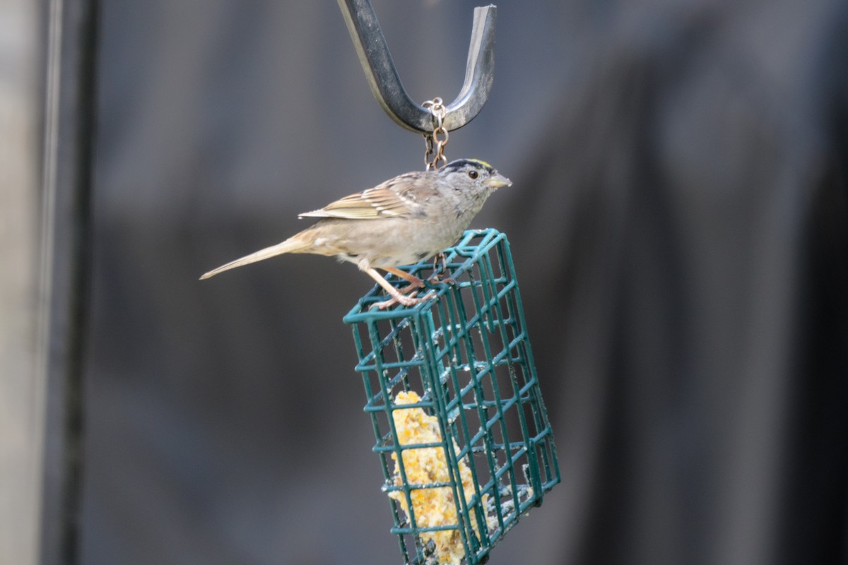 Golden-crowned Sparrow - ML556858281