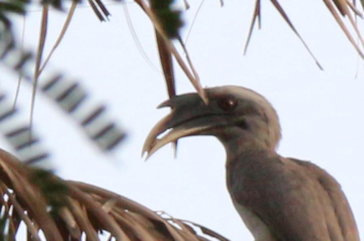 Indian Gray Hornbill - Hiren Majithiya
