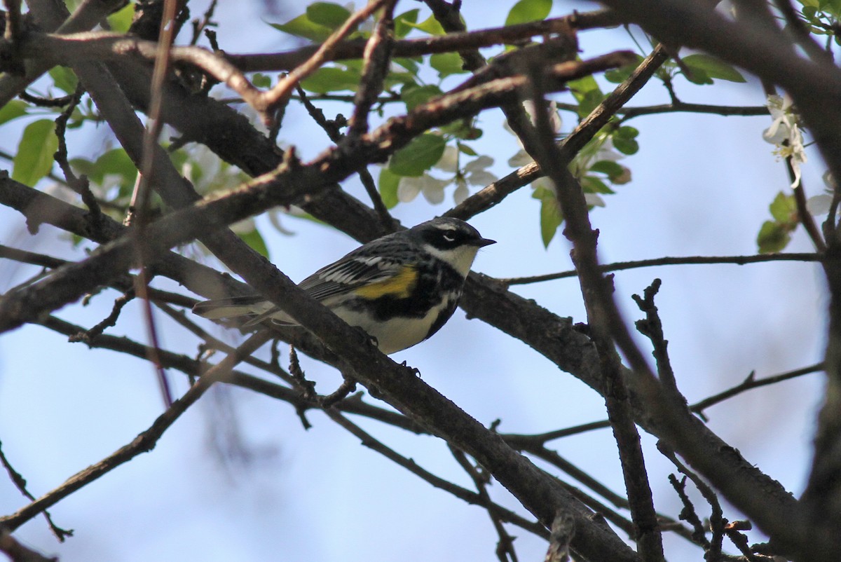 Yellow-rumped Warbler (Myrtle) - Geoffrey A. Williamson