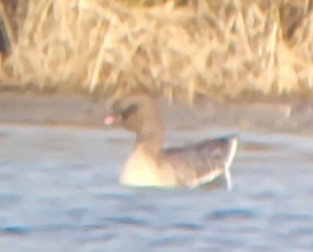 eBird Checklist 11 Apr 2023 Berry Flats Fruit Farm Pinkfooted