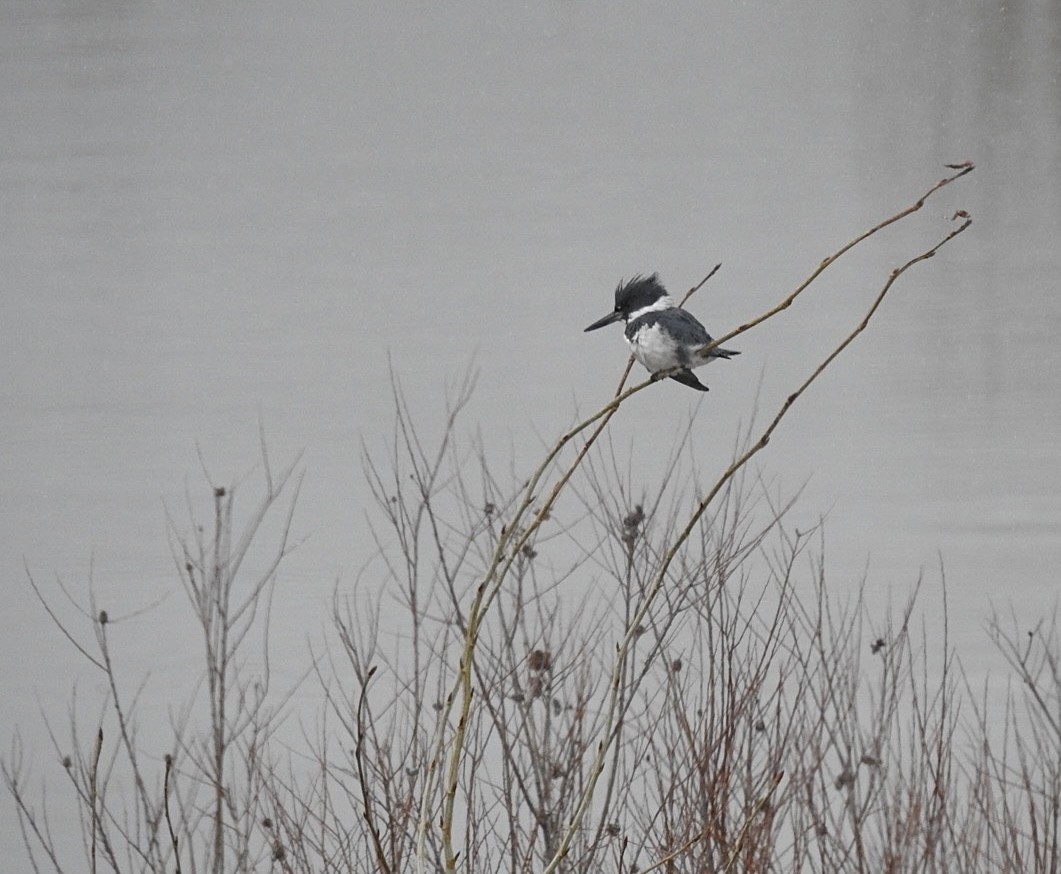 Belted Kingfisher - ML556867111