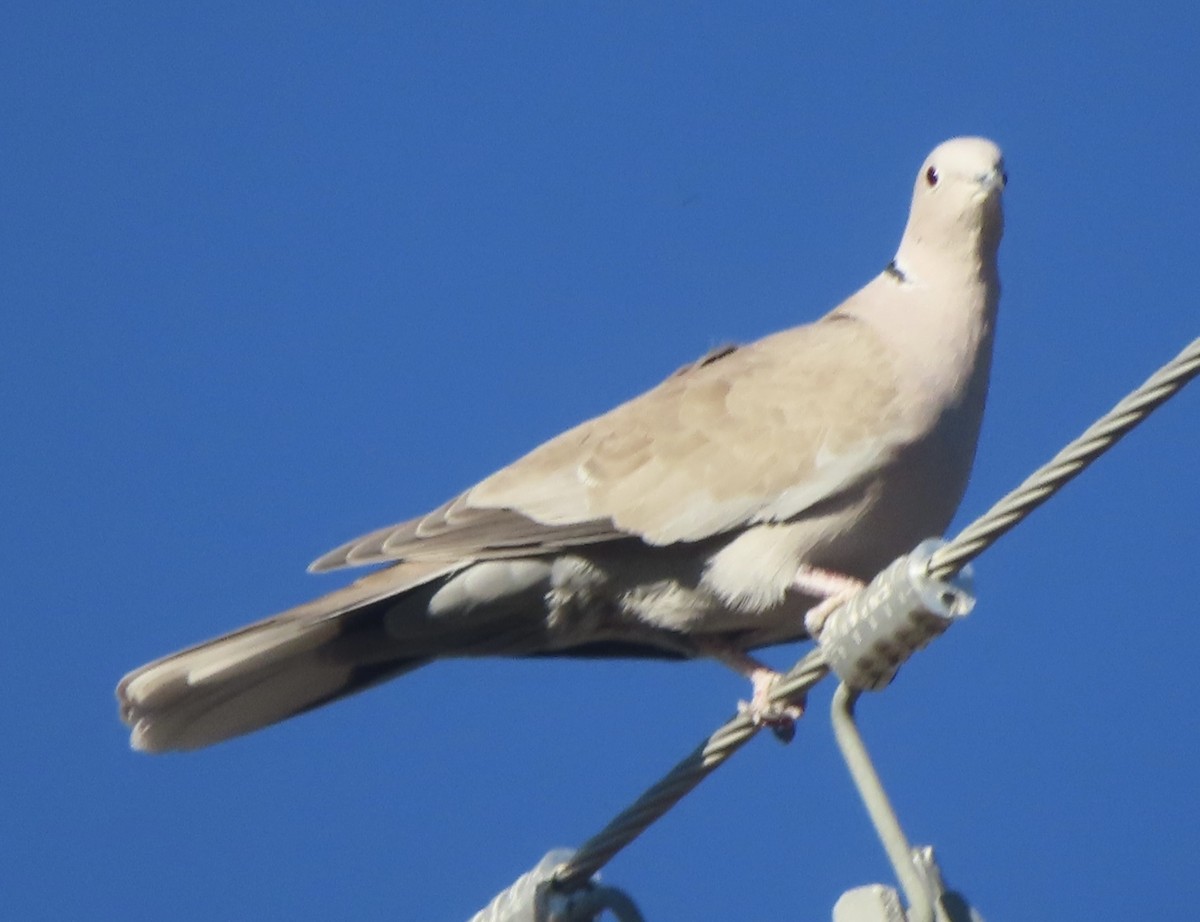 Eurasian Collared-Dove - ML556870411