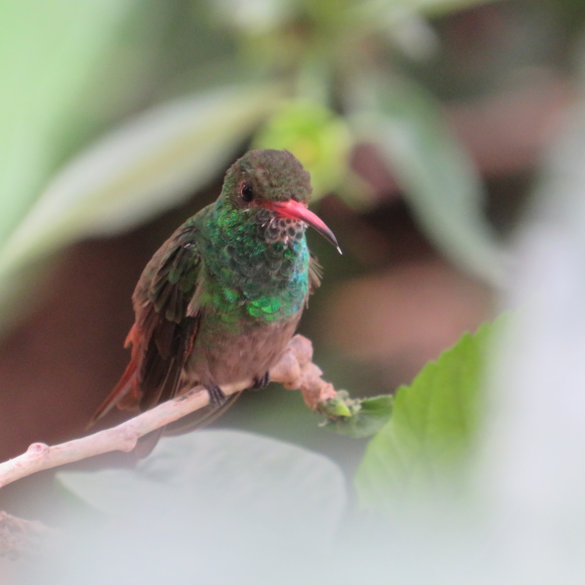Rufous-tailed Hummingbird - ML556871221