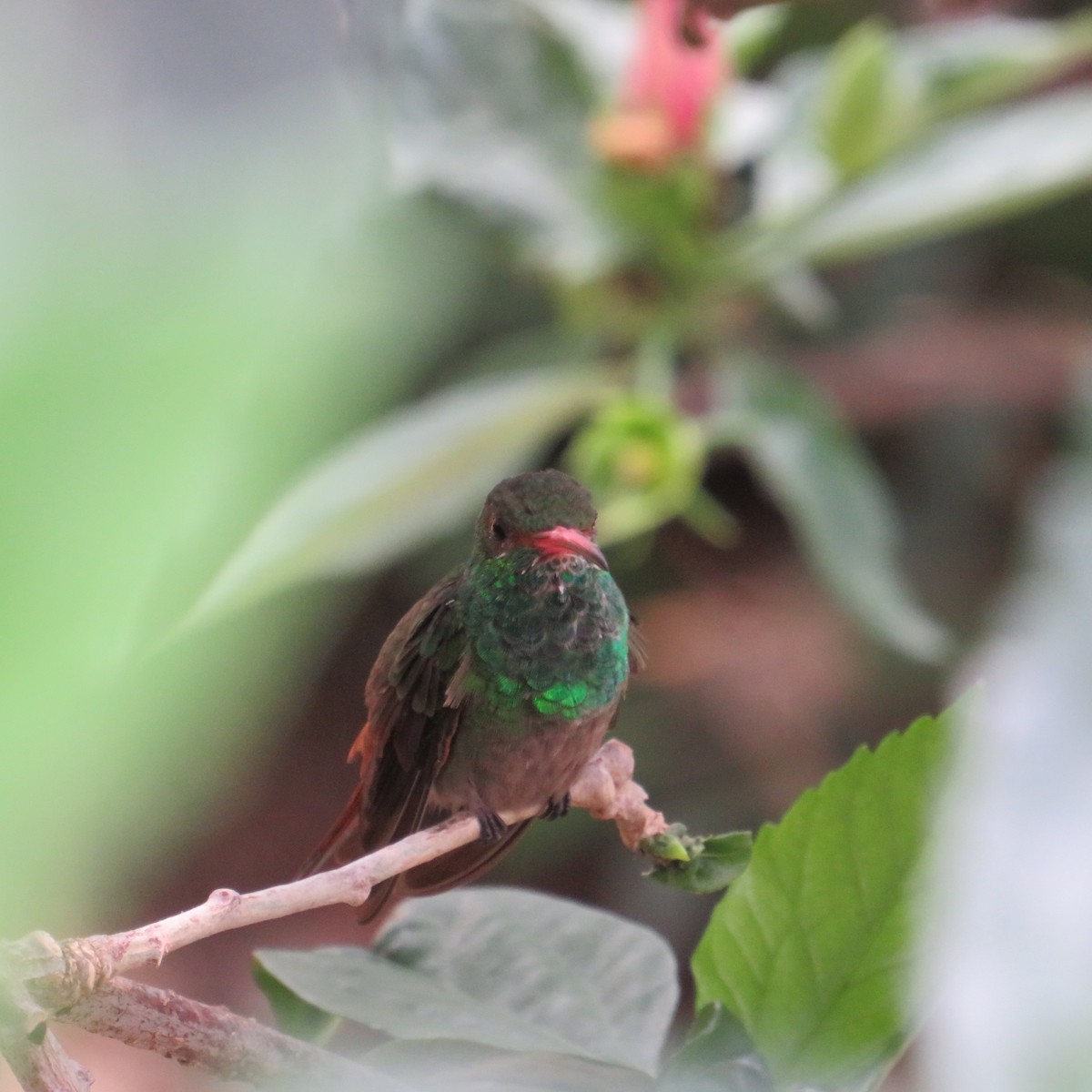 Rufous-tailed Hummingbird - ML556871231