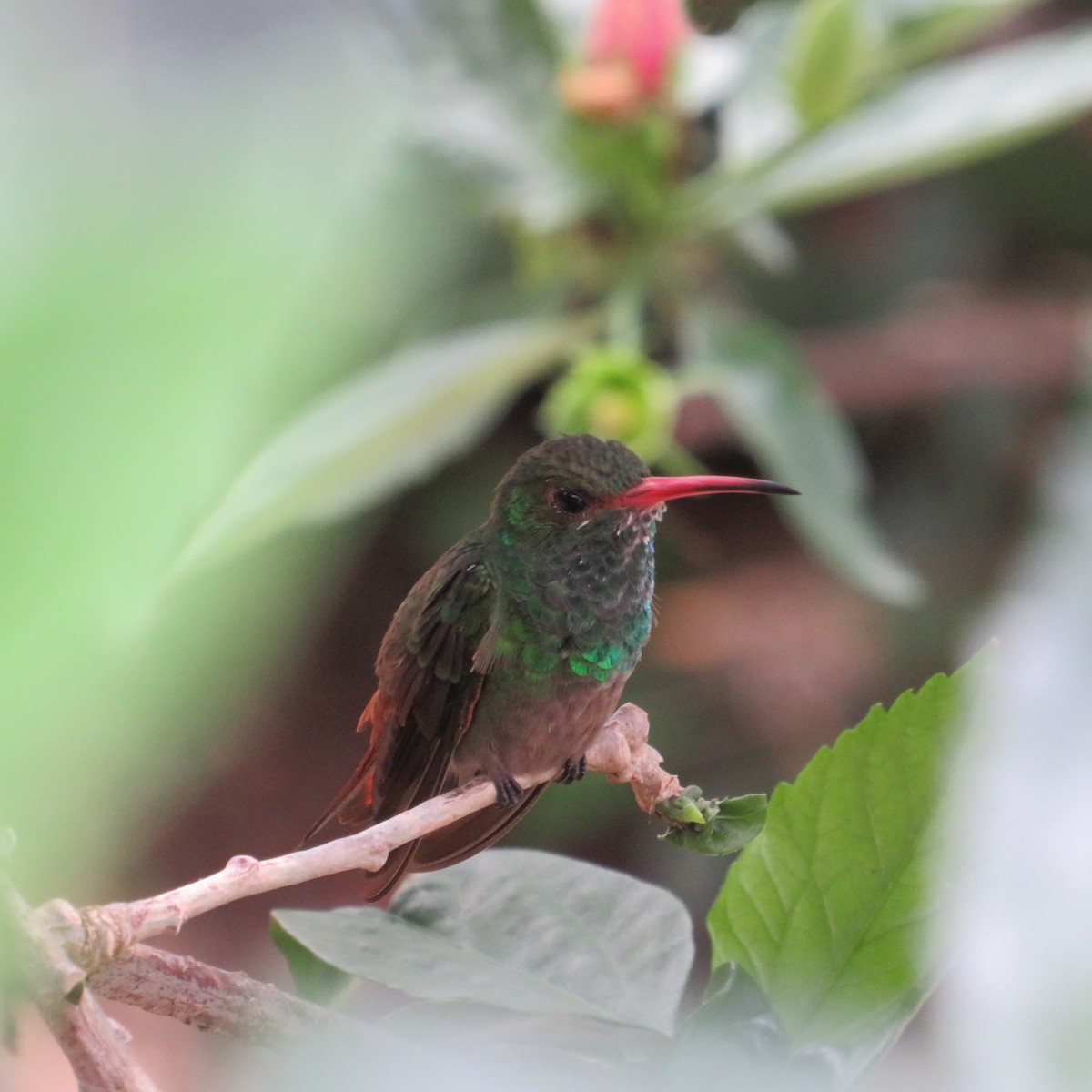 Rufous-tailed Hummingbird - ML556871241