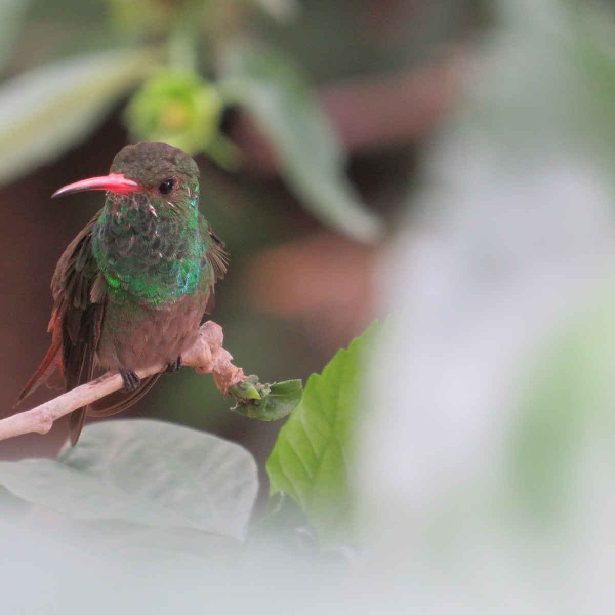 Rufous-tailed Hummingbird - ML556871251