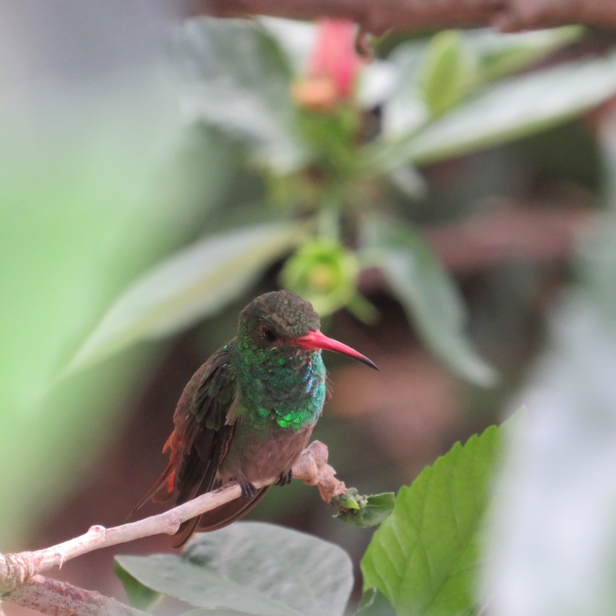 Rufous-tailed Hummingbird - ML556871261