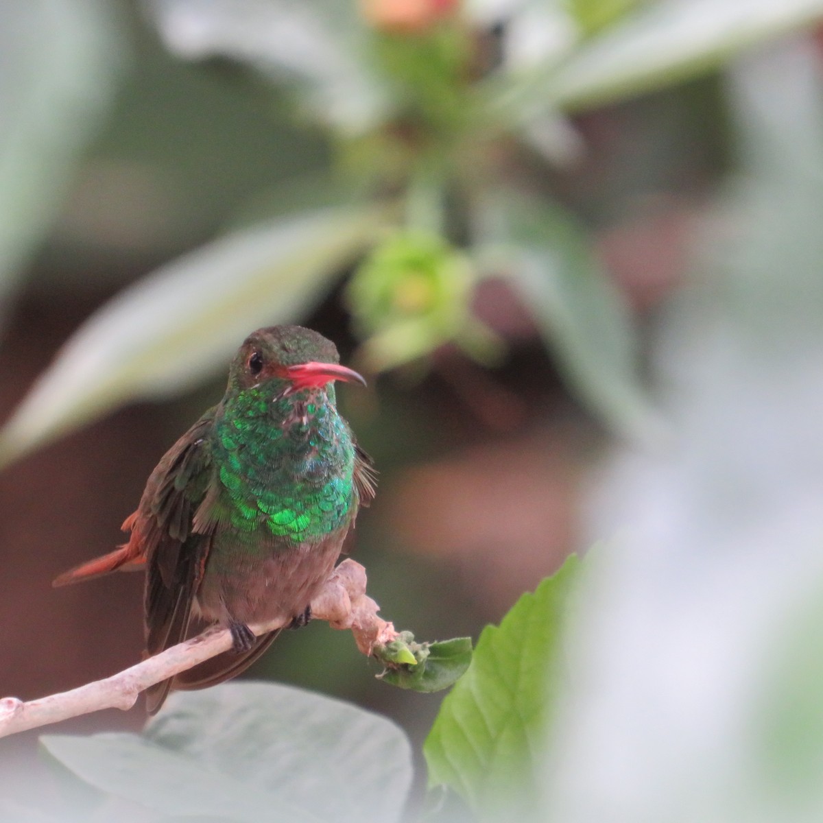 Rufous-tailed Hummingbird - ML556871271