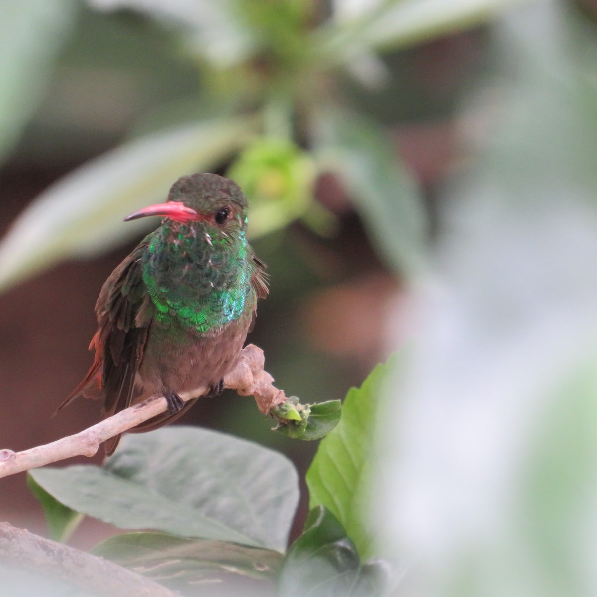 Rufous-tailed Hummingbird - ML556871281