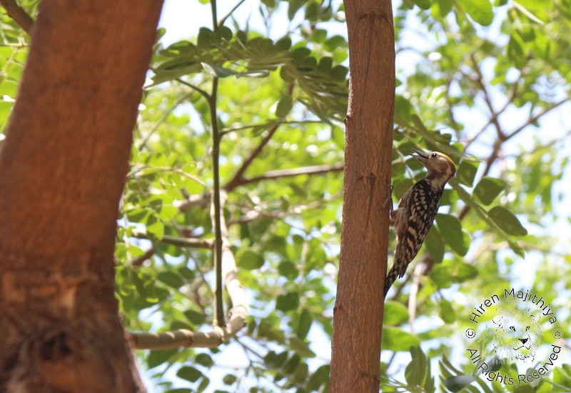 Yellow-crowned Woodpecker - Hiren Majithiya