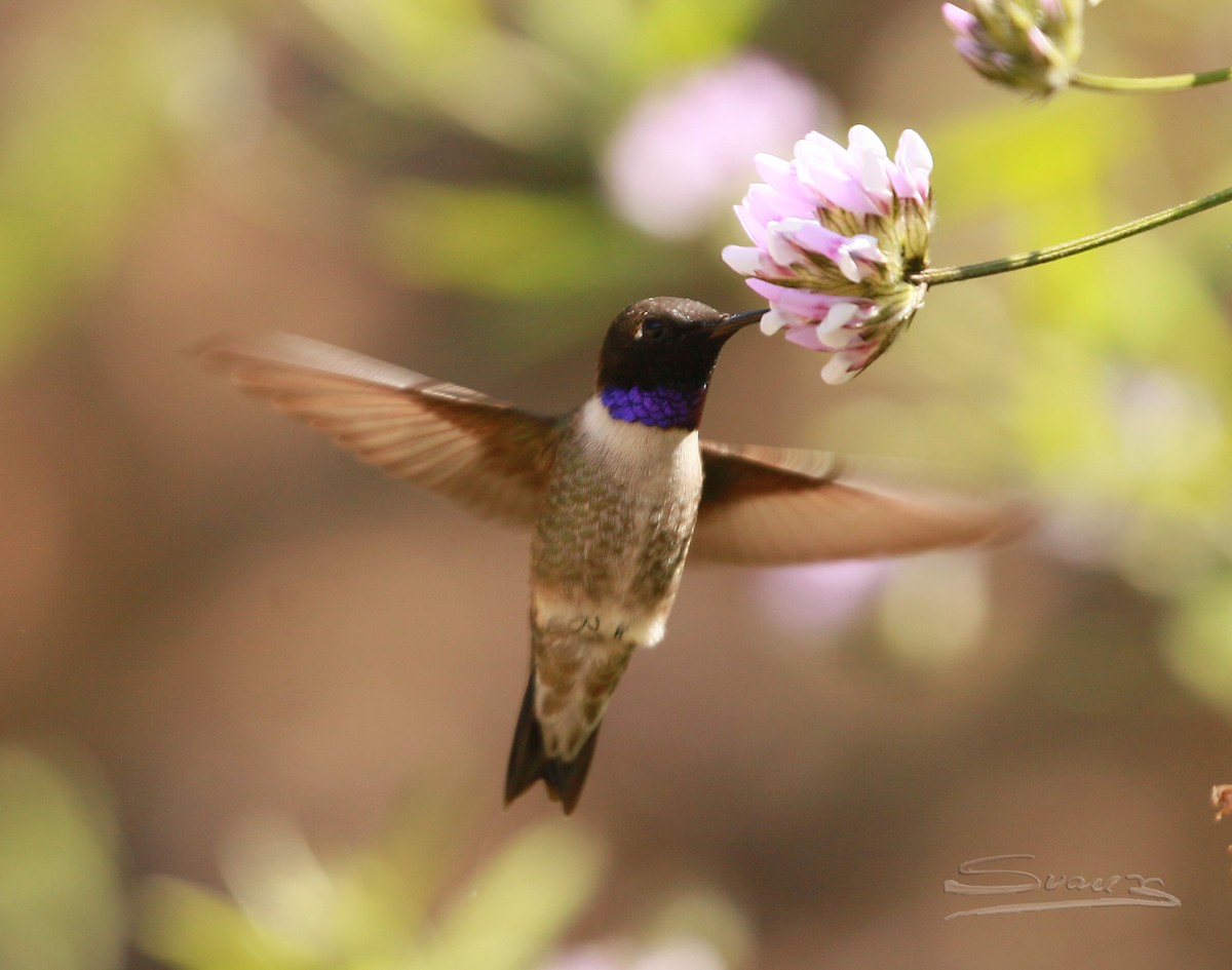 Black-chinned Hummingbird - ML556875321