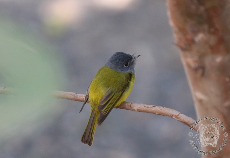 Gray-headed Canary-Flycatcher - Hiren Majithiya