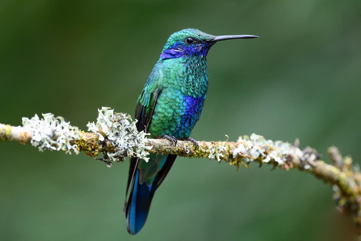 kolibřík modrolící - ML556877671