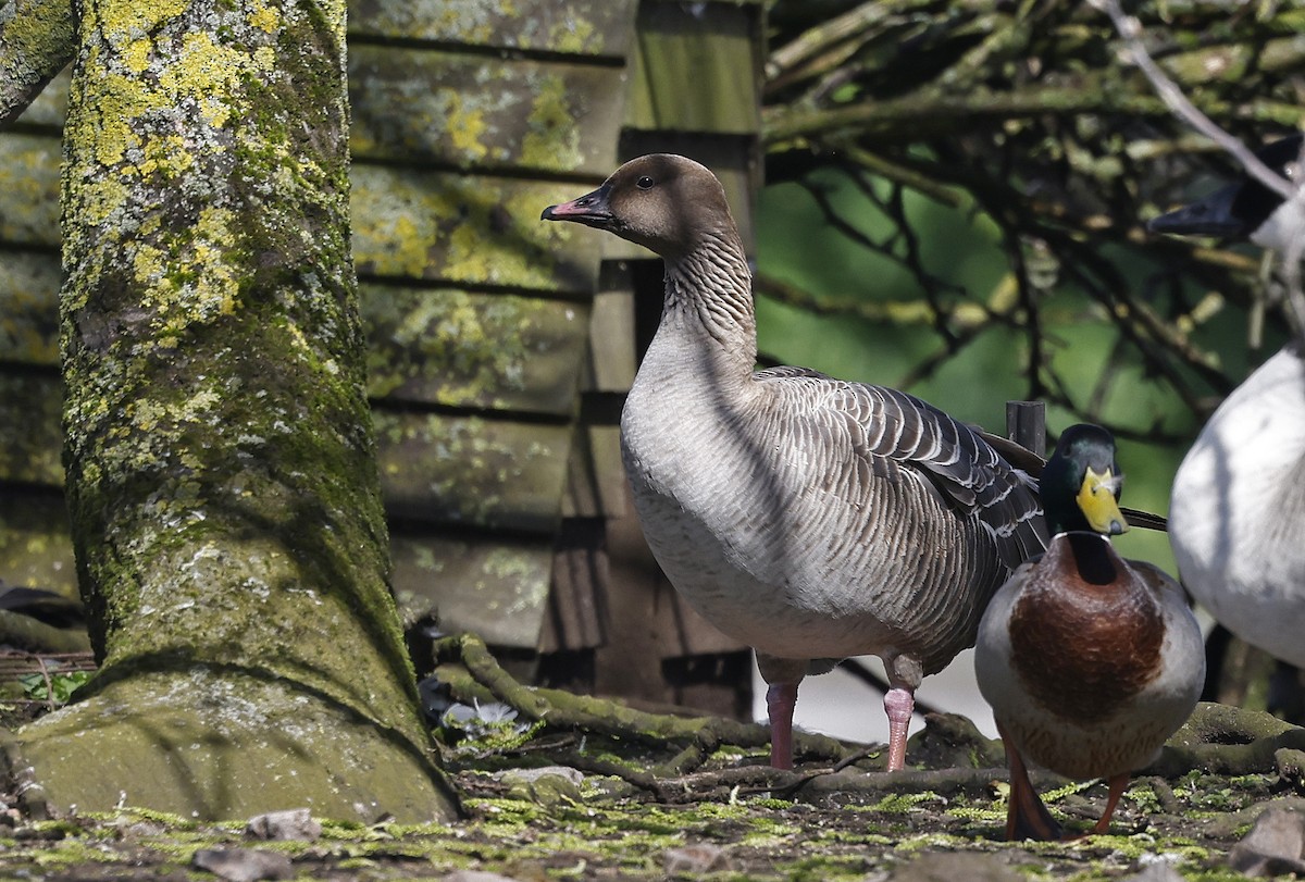 Pink-footed Goose - ML556881431