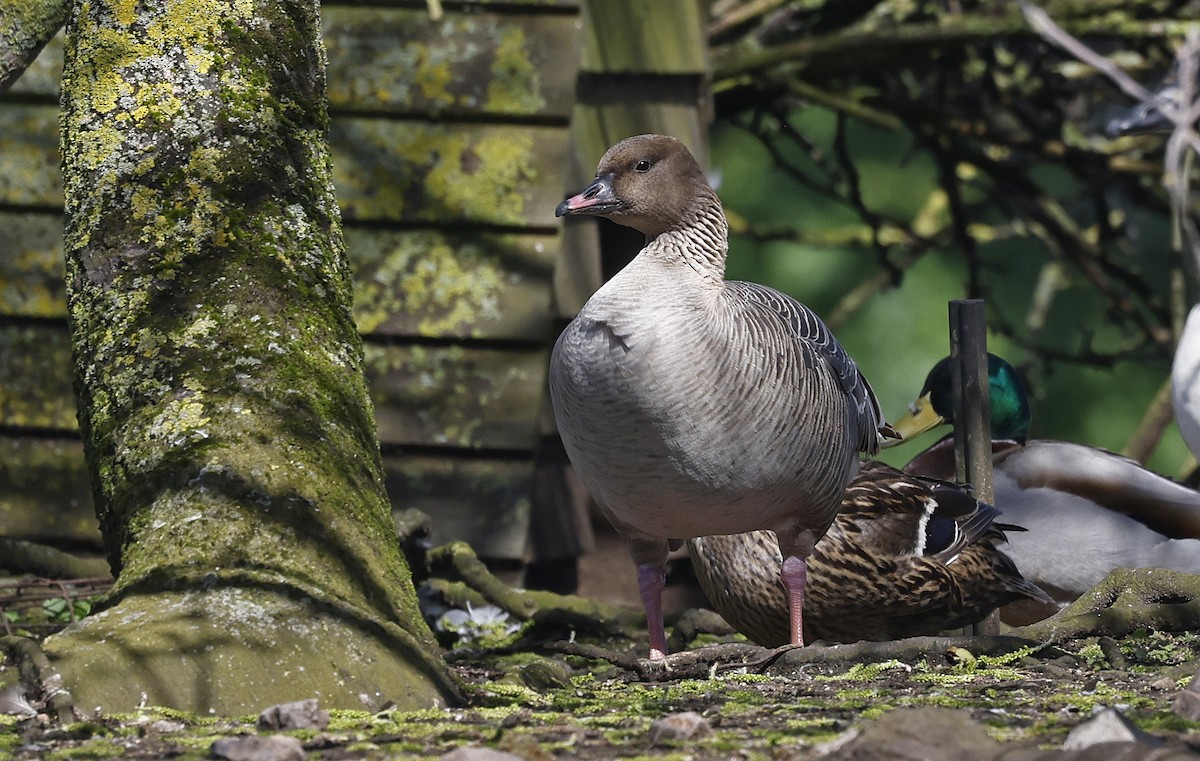 Pink-footed Goose - ML556881451