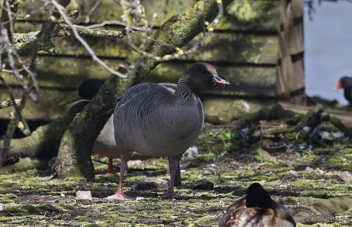 Pink-footed Goose - ML556881511