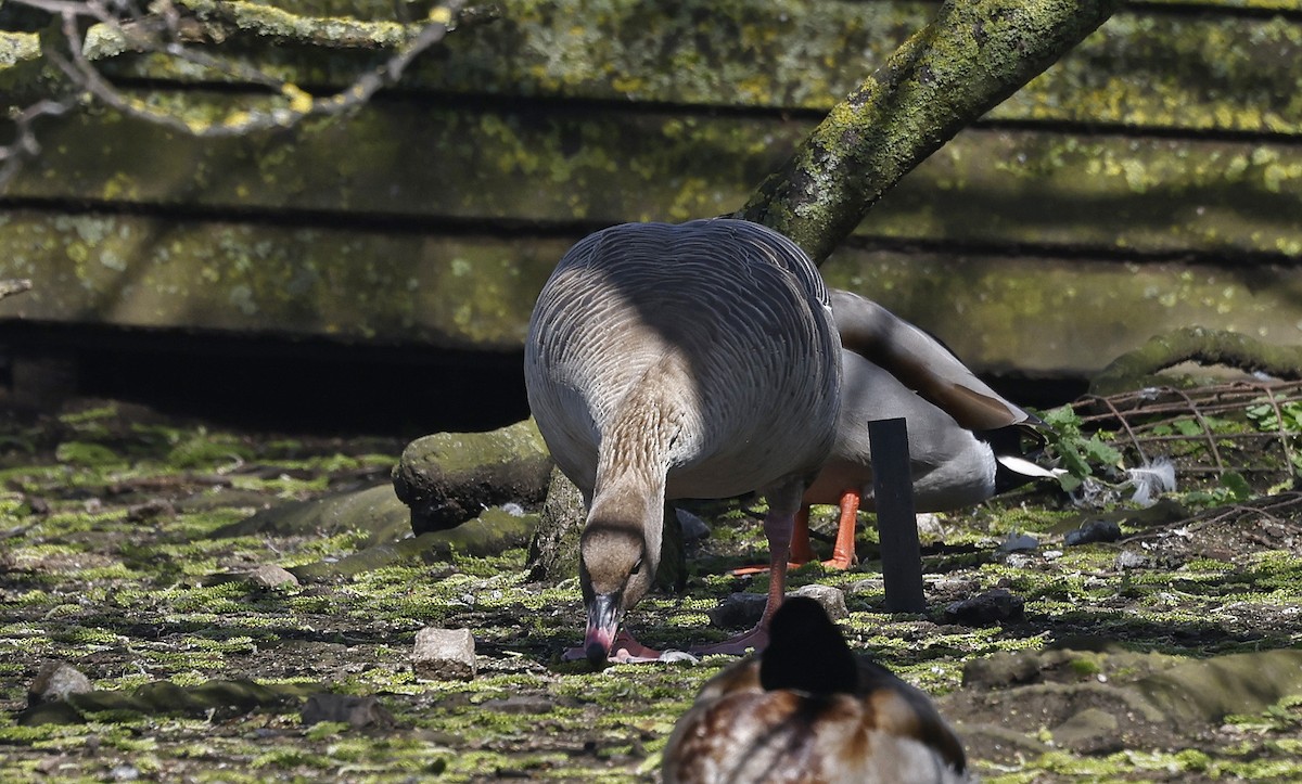 Pink-footed Goose - Paul Chapman