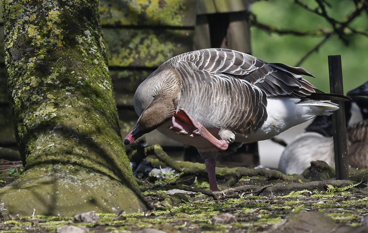 Pink-footed Goose - ML556881541