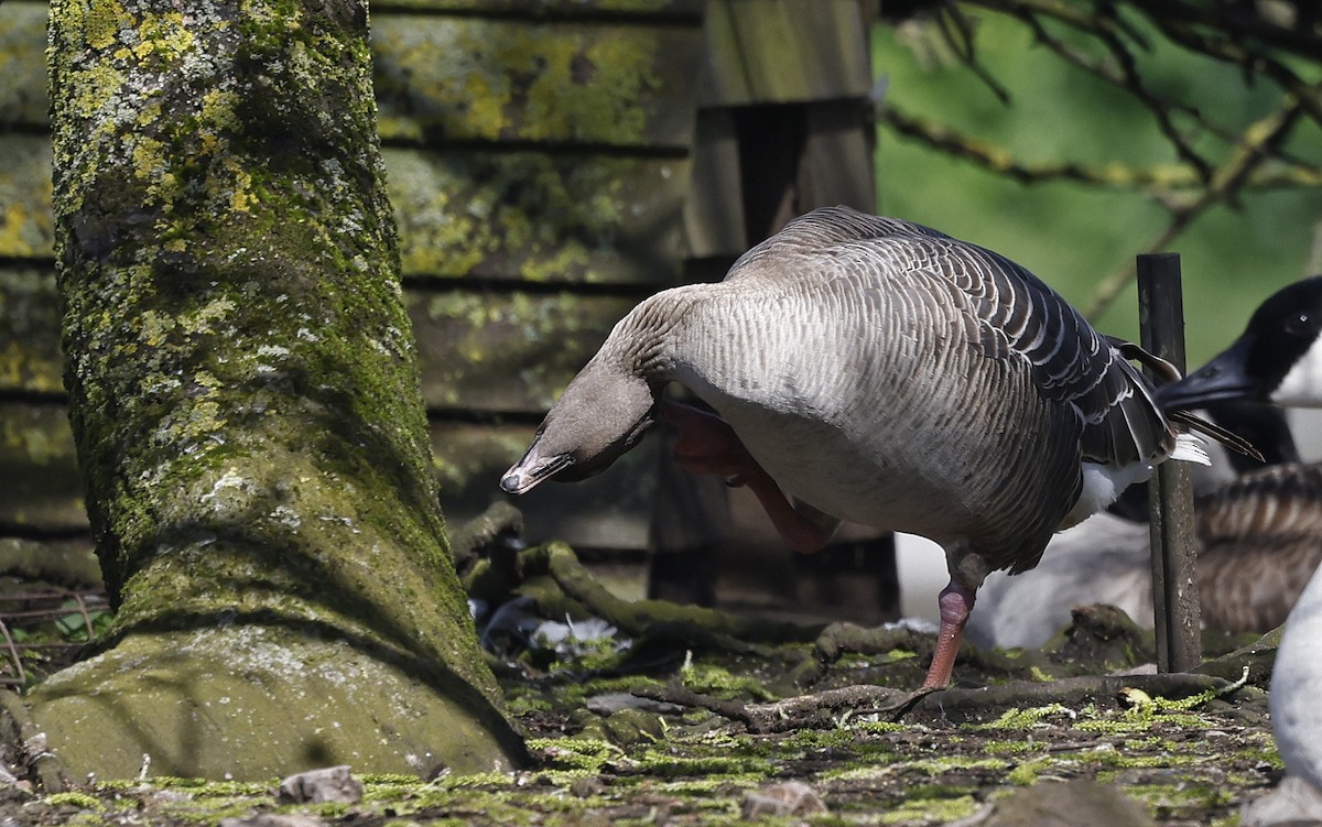 Pink-footed Goose - ML556881571