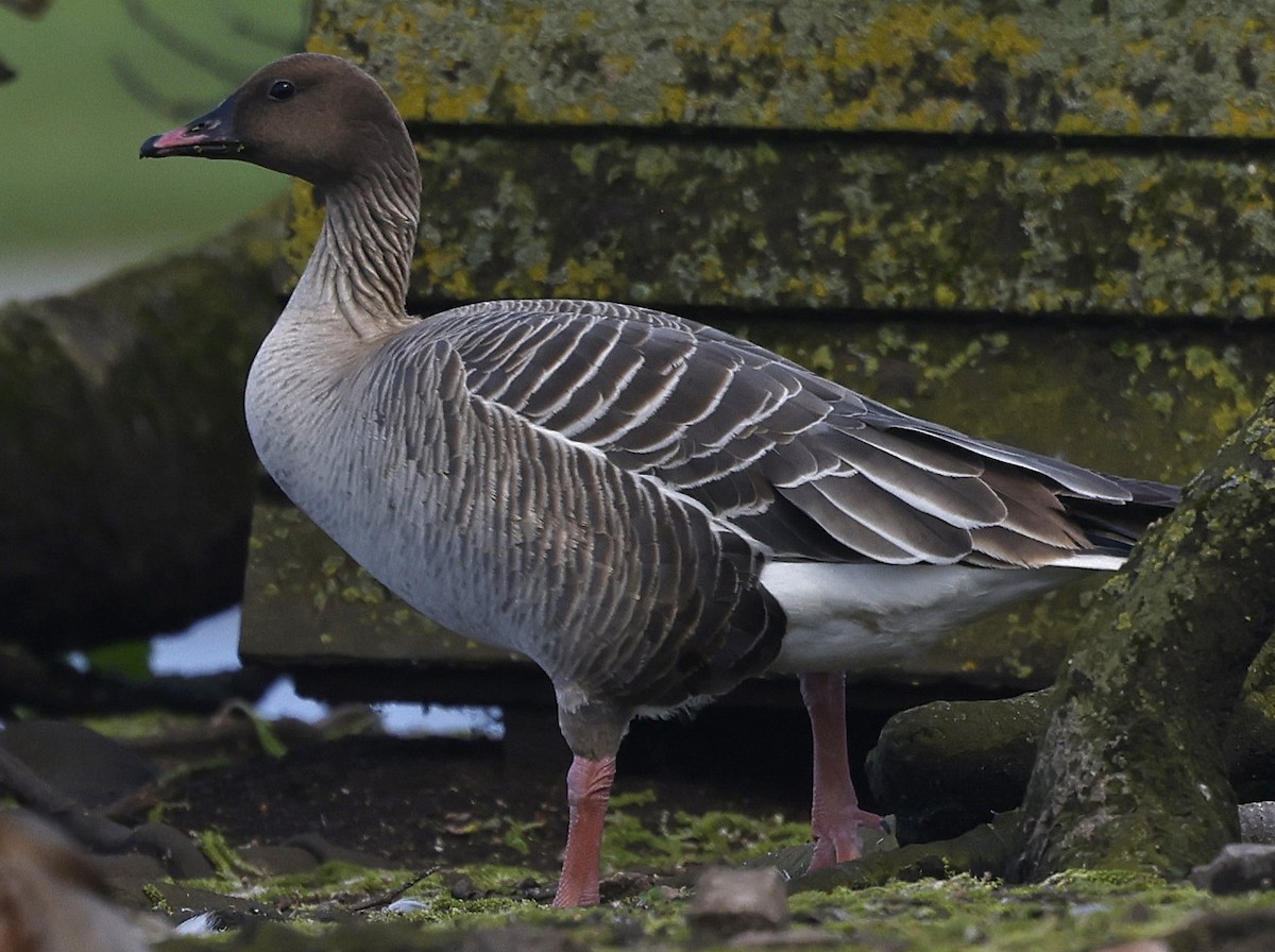 Pink-footed Goose - ML556881691