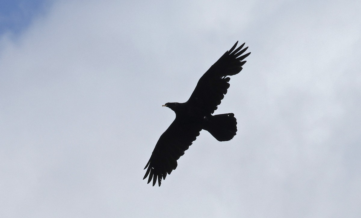 Common Raven - ML556881881