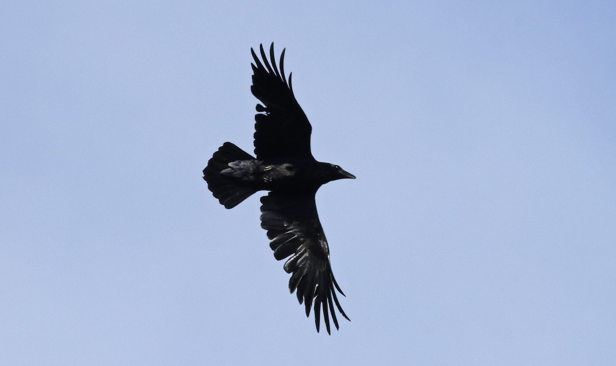 Common Raven - ML556881921