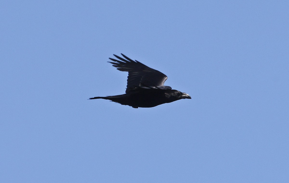 Common Raven - ML556881951