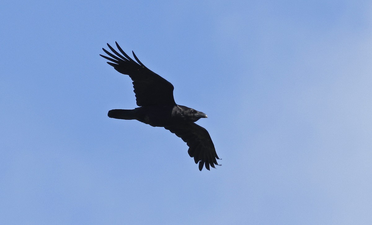 Common Raven - ML556881981