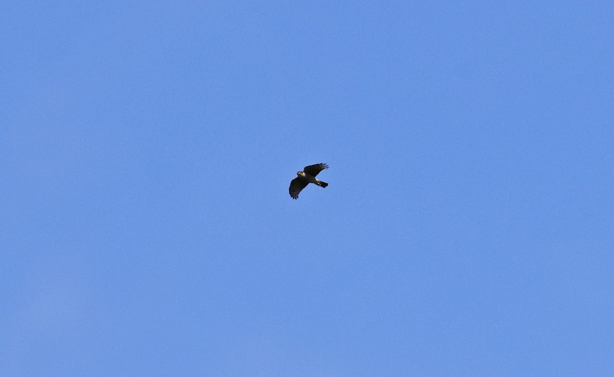 Eurasian Sparrowhawk - ML556882011