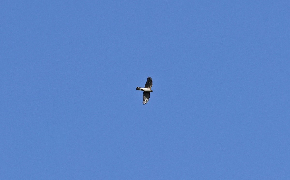 Eurasian Sparrowhawk - ML556882021
