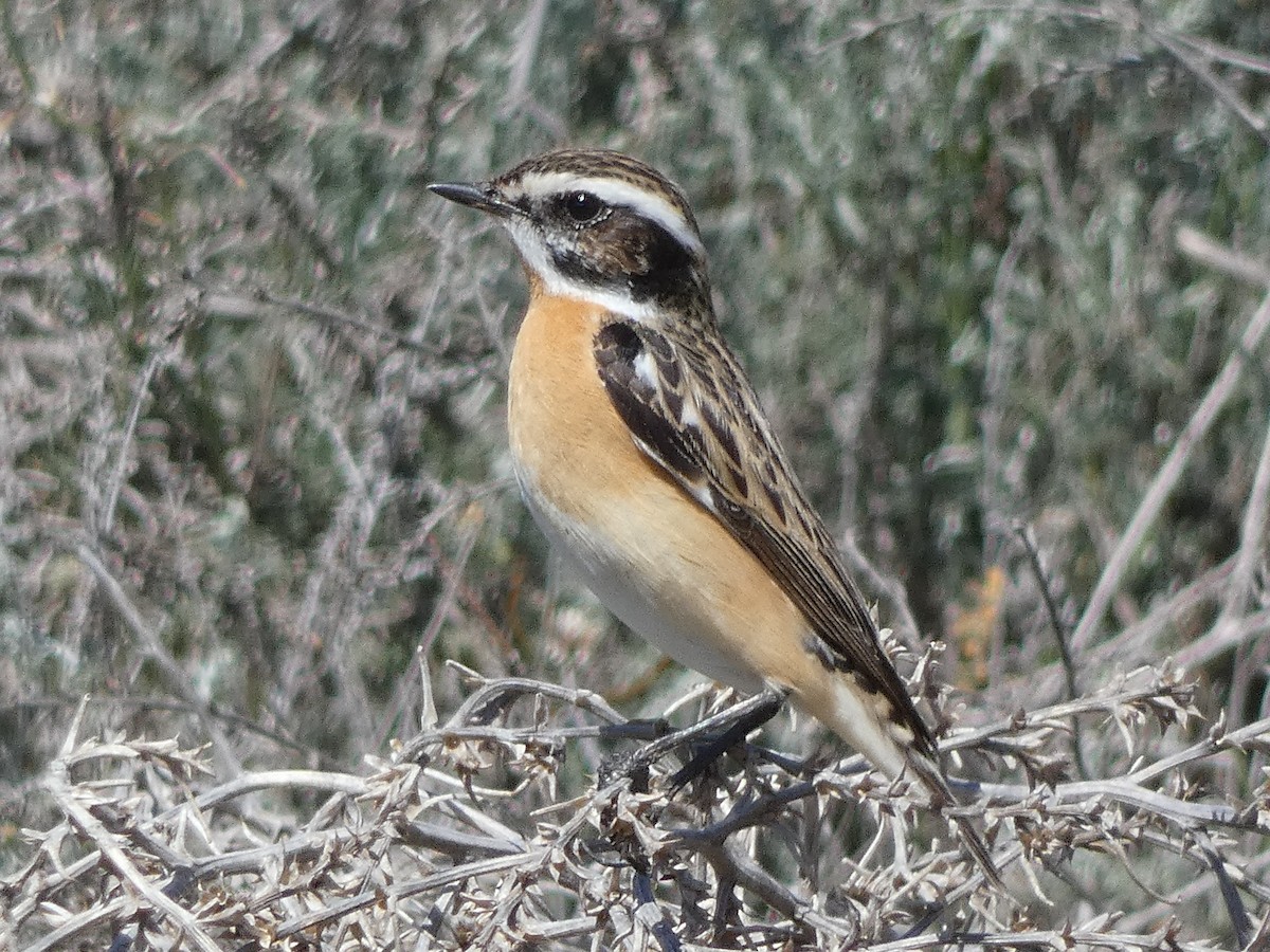 Whinchat - ML556883921