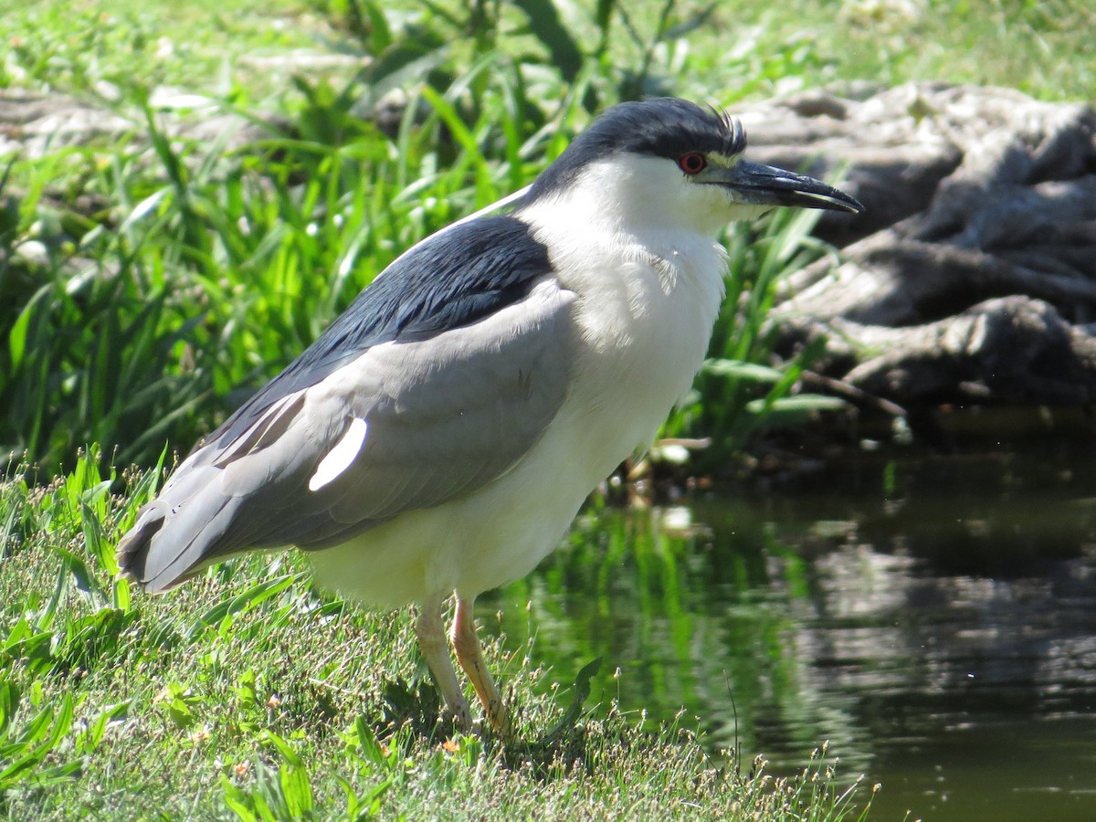 Black-crowned Night Heron - Brittany O'Connor